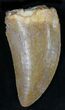 Carcharodontosaurus Tooth - Great Preservation #22023-1